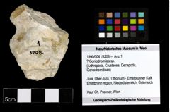 Foto (Objekt + Etiketten) von ? Goniodromites sp. 